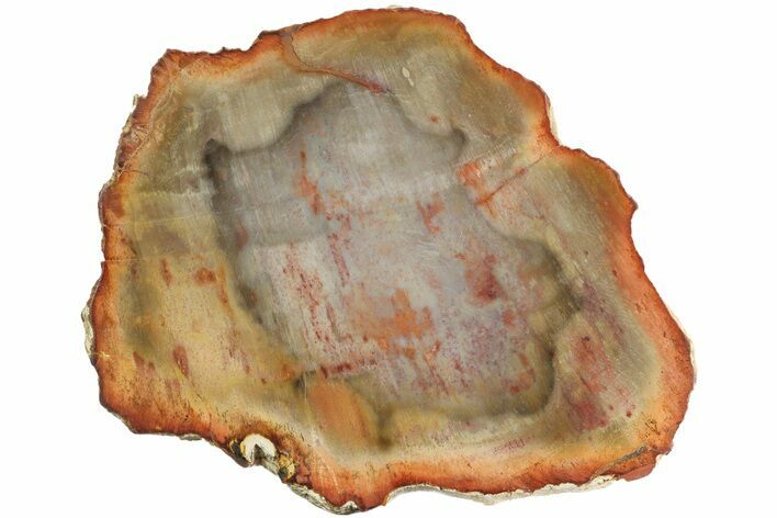 Petrified Wood (Araucaria) Slab - Madagascar #182954